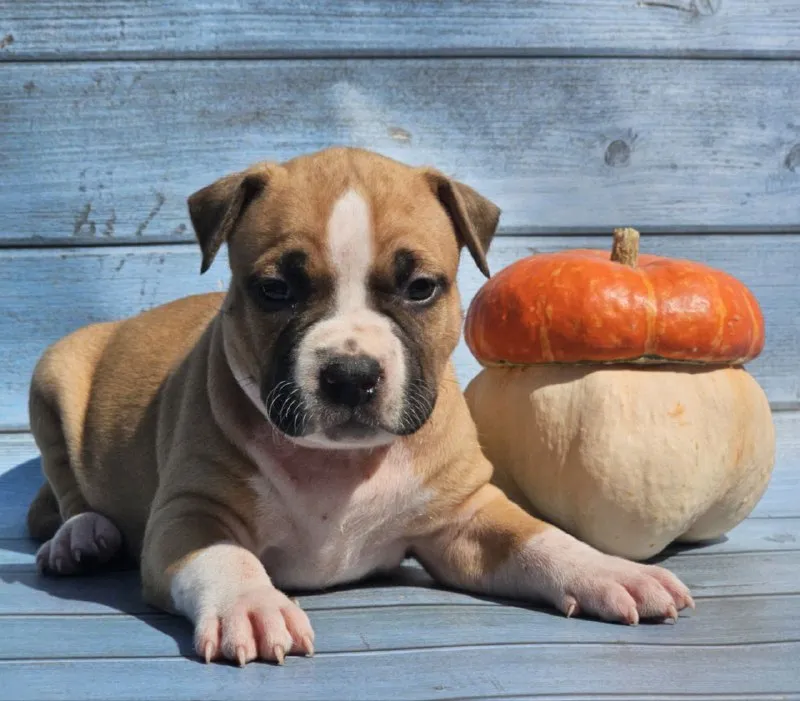 Описание: продам щенков американского стаффордширского терьера (аст) рыже-белого и тигрового окраса от высокопородных родителей. на момент перезда щенок будет иметь:клеймо;документы ркф, вет паспорт и все необходимые вет процедуры. цены разные уточняйте. возможна доставка цена: 40000 руб. 📲 tg: mila 📞🇷🇺звоните: 89185579081 барахолка днр - фотография - 8