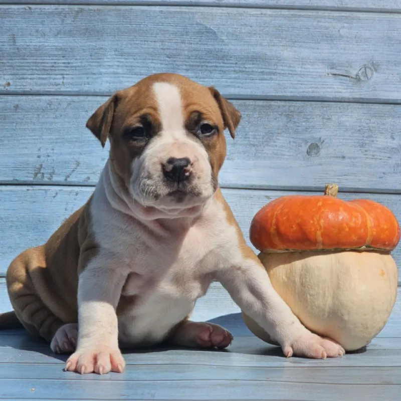 Описание: продам щенков американского стаффордширского терьера (аст) рыже-белого и тигрового окраса от высокопородных родителей. на момент перезда щенок будет иметь:клеймо;документы ркф, вет паспорт и все необходимые вет процедуры. цены разные уточняйте. возможна доставка цена: 40000 руб. 📲 tg: mila 📞🇷🇺звоните: 89185579081 барахолка днр - фотография - 9