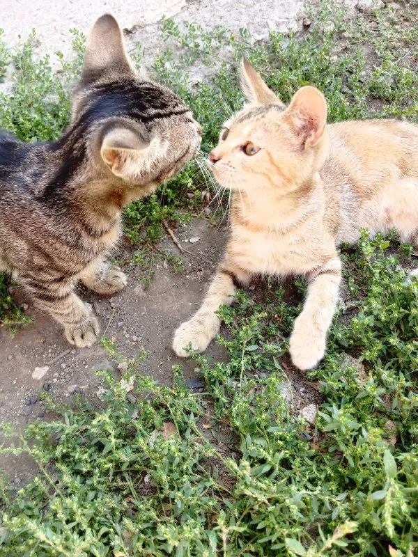 Описание: отдам котят бесплатно в хорошие руки остались две девочки родились 16 мая, кушают всё дома... - фотография