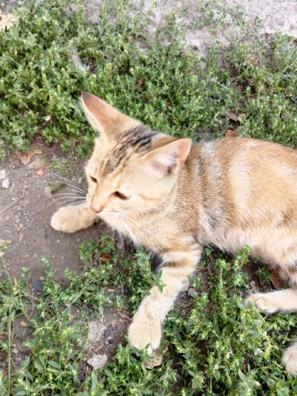 Описание: отдам котят бесплатно в хорошие руки остались две девочки родились 16 мая, кушают всё домашнее и корм, охотятся на грызунов, к лотку приучены очень ласковые и игривые. донецк жд вокзал цена: 1 руб. 📲 tg: алёна 📞🇷🇺звоните: +79495015738 барахолка днр - фотография - 2