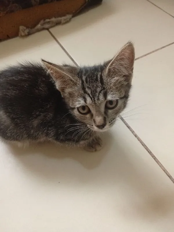 Описание: отдам котят бесплатно в хорошие руки остались две девочки родились 16 мая, кушают всё домашнее и корм, охотятся на грызунов, к лотку приучены очень ласковые и игривые. донецк жд вокзал цена: 1 руб. 📲 tg: алёна 📞🇷🇺звоните: +79495015738 барахолка днр - фотография - 3