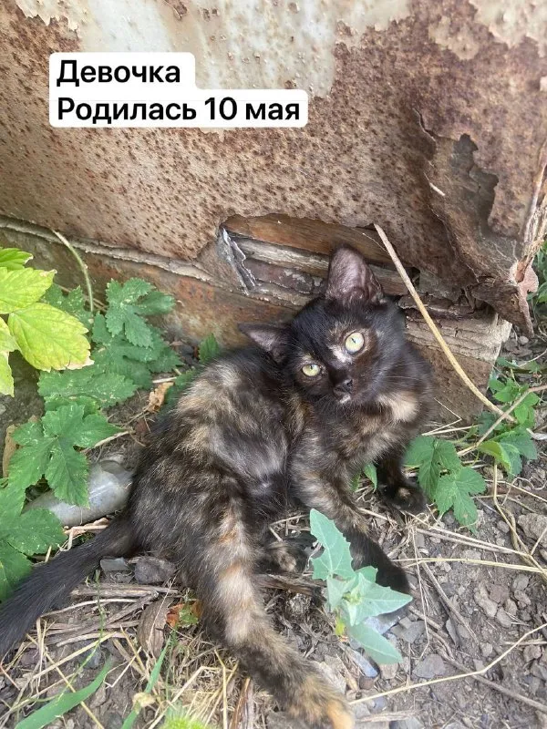 Описание: отдам котят в добрые руки 🐾 к лотку приучены нахожусь в донецке, кировский район цена: 1 р... - фотография - 1