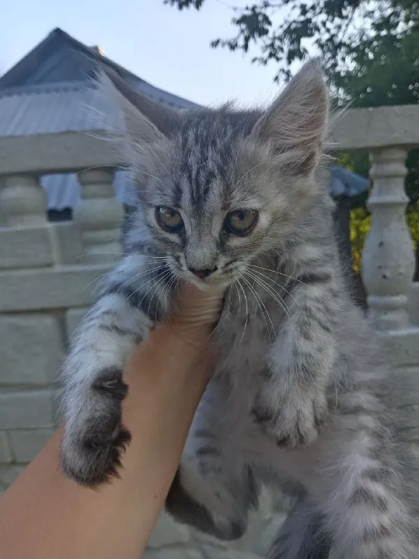 Описание: отдаём в добрые руки котят, для тех, кому нужен просто друг или охотник на грызунов. учатс... - фотография - 1