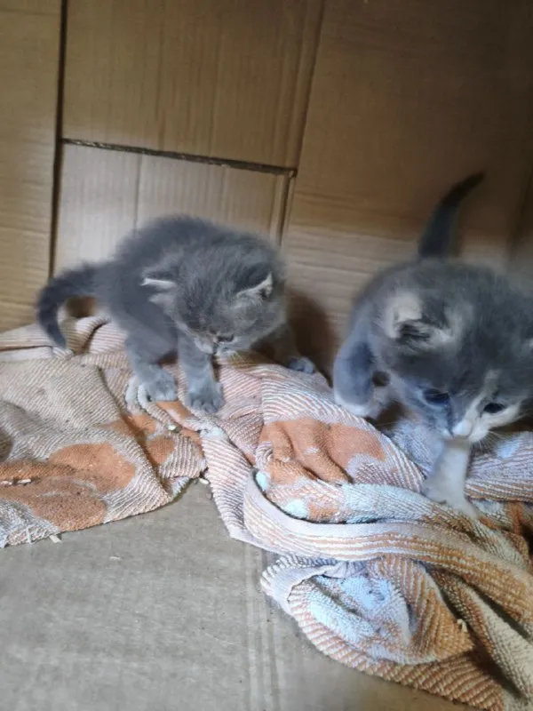 Описание: отдам чудесных котят в ласковые руки, серый мальчик, трёхцветная с белыми ушками девочка.... - фотография - 1