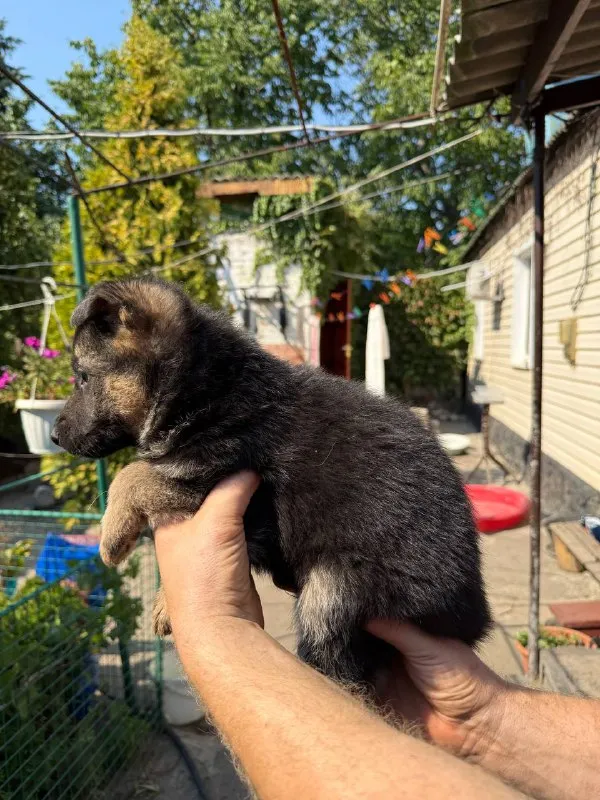 Описание: продам щенков немецкой овчарки осталось 1 девочка щенкам 7 недель г. донецк цена: 20000 ру... - фотография