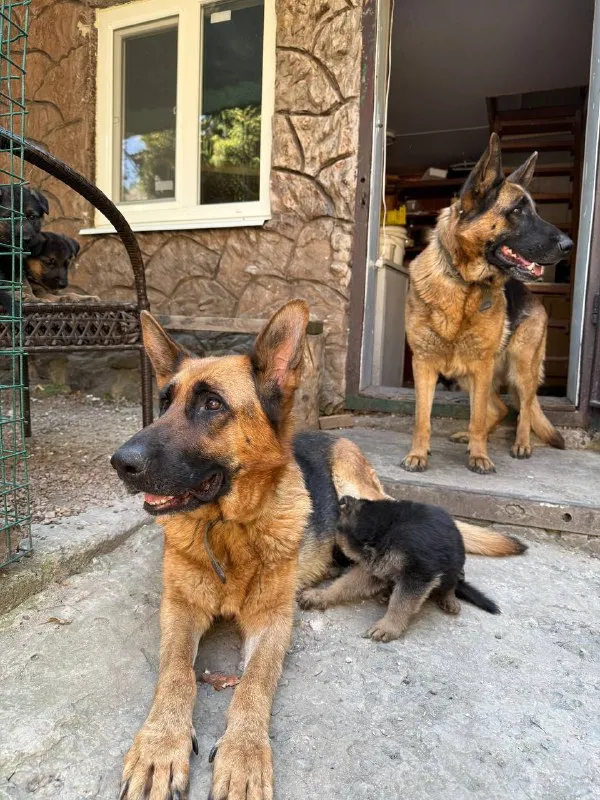 Описание: продам щенков немецкой овчарки осталось 1 девочка щенкам 7 недель г. донецк цена: 20000 руб. 📲 tg: dimitry 📞🇷🇺звоните: 79497031930 барахолка днр - фотография - 2