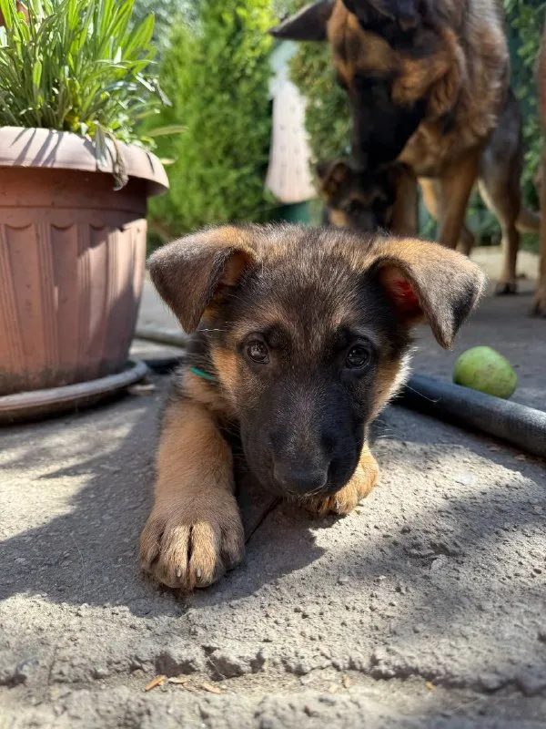 Описание: продам щенков немецкой овчарки осталось 1 девочка щенкам 7 недель г. донецк цена: 20000 руб. 📲 tg: dimitry 📞🇷🇺звоните: 79497031930 барахолка днр - фотография - 5