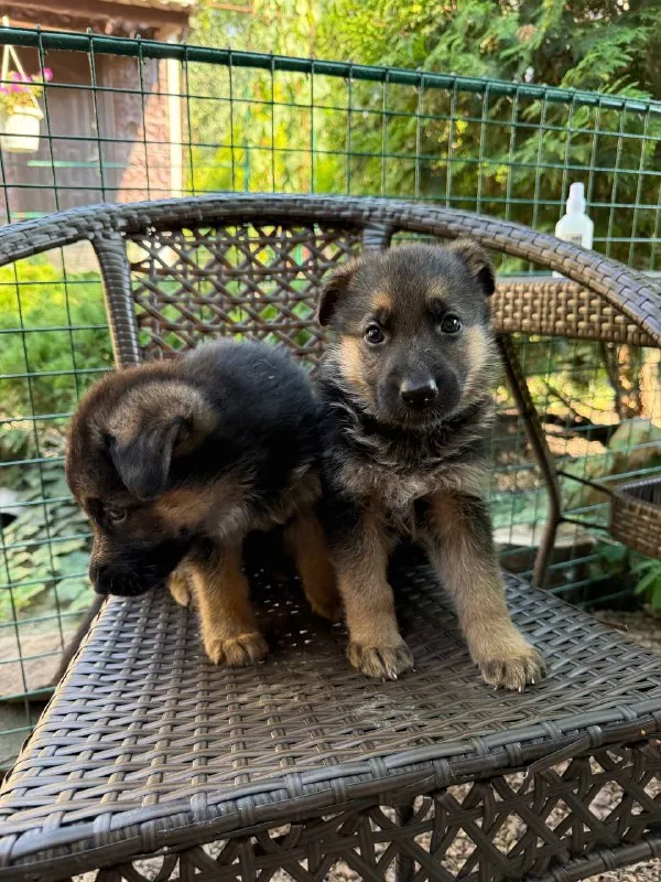 Описание: продам щенков немецкой овчарки осталось 1 девочка щенкам 7 недель г. донецк цена: 20000 руб. 📲 tg: dimitry 📞🇷🇺звоните: 79497031930 барахолка днр - фотография - 7