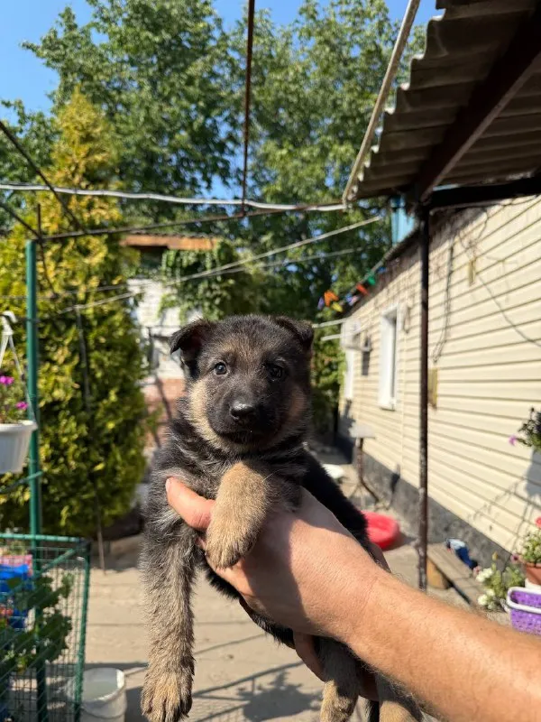 Описание: продам щенков немецкой овчарки осталось 1 девочка щенкам 7 недель г. донецк цена: 20000 руб. 📲 tg: dimitry 📞🇷🇺звоните: 79497031930 барахолка днр - фотография - 8