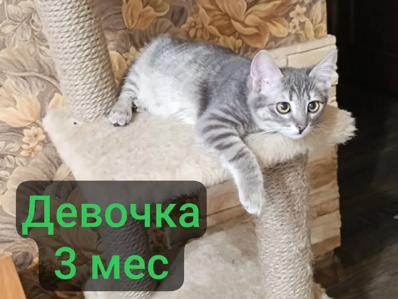 Описание: котята в добрые руки. обработанные. приезжайте знакомиться или привезём! все спасённые с у... - фотография - 1