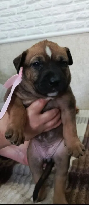 Описание: продаются щенки американского стаффордширского терьера (амстафф) 🐶 щенки растут в домашних... - фотография - 1