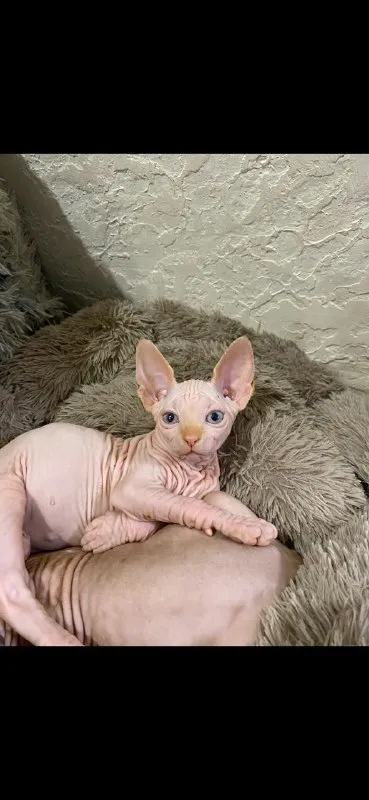 Описание: готовы к переезду! очаровательные котята🥰 канадский сфинкс голубоглазые блондины и элифики... - фотография - 1