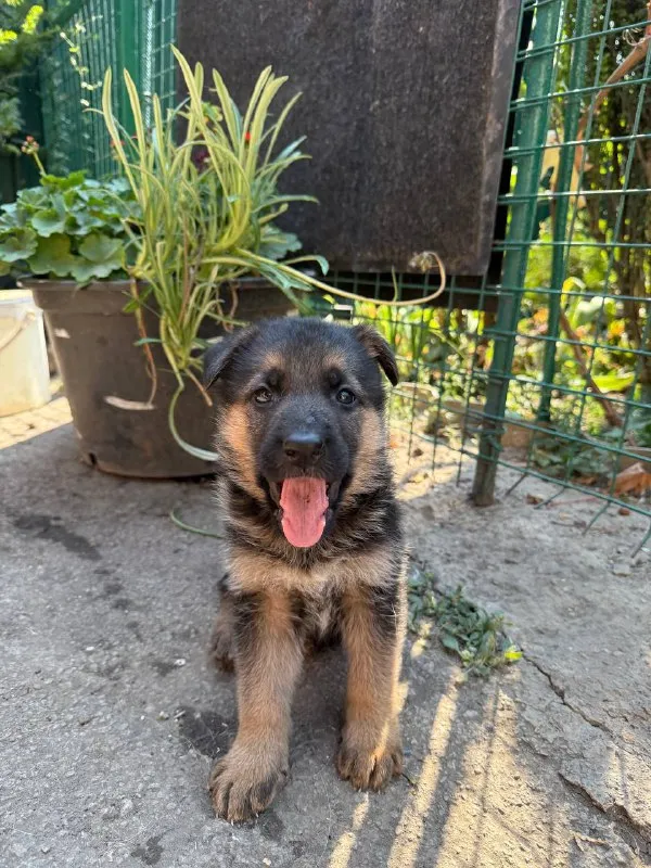 Описание: продам щенков немецкой овчарки щенкам 8 недель г. донецк цена: 20000 руб. 📲 tg: dimitry 📞🇷... - фотография