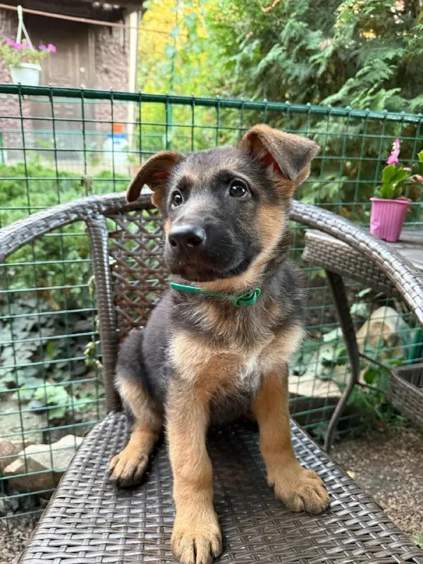 Описание: продам щенков немецкой овчарки щенкам 8 недель г. донецк цена: 20000 руб. 📲 tg: dimitry 📞🇷🇺звоните: 79497031930 барахолка днр - фотография - 2