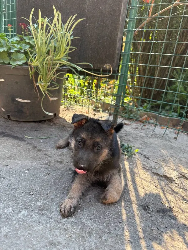 Описание: продам щенков немецкой овчарки щенкам 8 недель г. донецк цена: 20000 руб. 📲 tg: dimitry 📞🇷🇺звоните: 79497031930 барахолка днр - фотография - 4