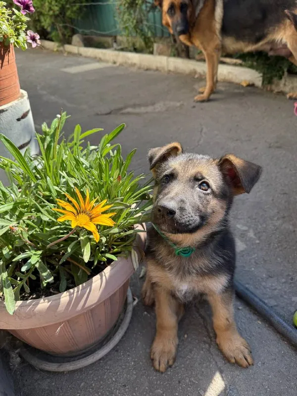 Описание: продам щенков немецкой овчарки щенкам 8 недель г. донецк цена: 20000 руб. 📲 tg: dimitry 📞🇷🇺звоните: 79497031930 барахолка днр - фотография - 6