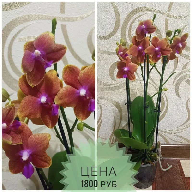 Описание: продам орхидеи раздача: макеевка-харцызск-донецк цена: 1500 руб. 📲 tg: инна 📞🇷🇺звоните: +79494042860 барахолка днр - фотография - 2