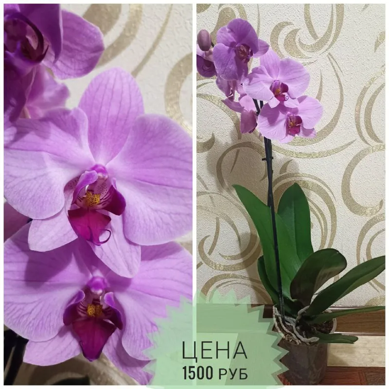 Описание: продам орхидеи раздача: макеевка-харцызск-донецк цена: 1500 руб. 📲 tg: инна 📞🇷🇺звоните: +79494042860 барахолка днр - фотография - 3