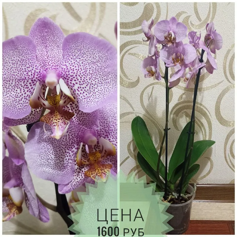 Описание: продам орхидеи раздача: макеевка-харцызск-донецк цена: 1500 руб. 📲 tg: инна 📞🇷🇺звоните: +79494042860 барахолка днр - фотография - 4
