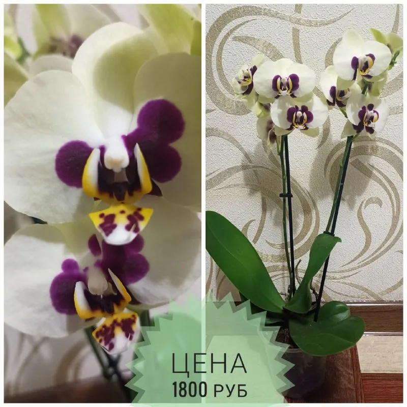 Описание: продам орхидеи раздача: макеевка-харцызск-донецк цена: 1500 руб. 📲 tg: инна 📞🇷🇺звоните: +79494042860 барахолка днр - фотография - 6
