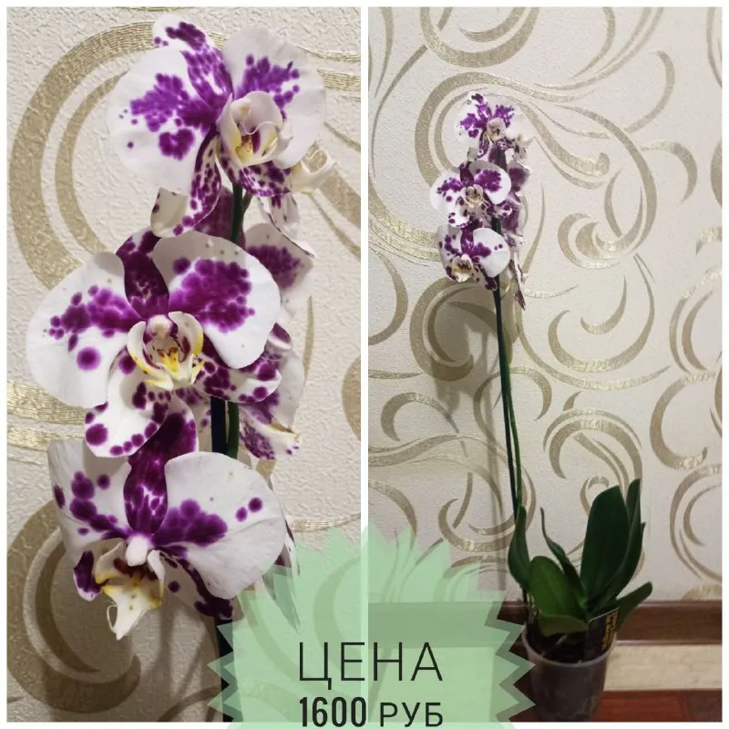 Описание: продам орхидеи раздача: макеевка-харцызск-донецк цена: 1500 руб. 📲 tg: инна 📞🇷🇺звоните: +79494042860 барахолка днр - фотография - 7