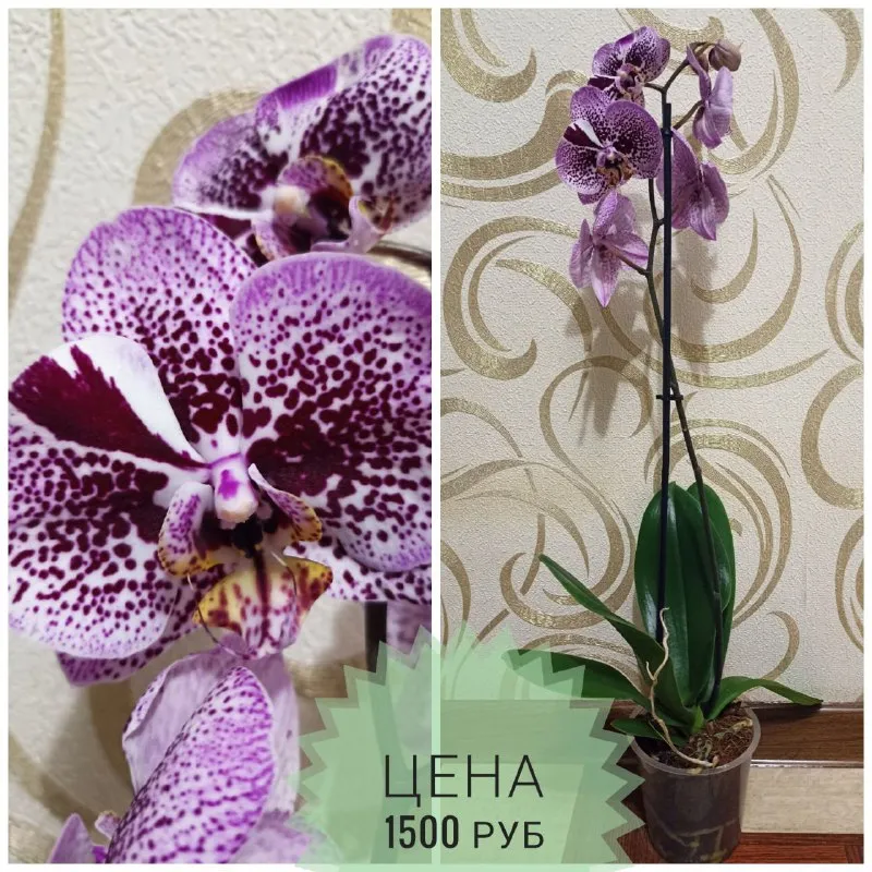 Описание: продам орхидеи раздача: макеевка-харцызск-донецк цена: 1500 руб. 📲 tg: инна 📞🇷🇺звоните: +79494042860 барахолка днр - фотография - 9