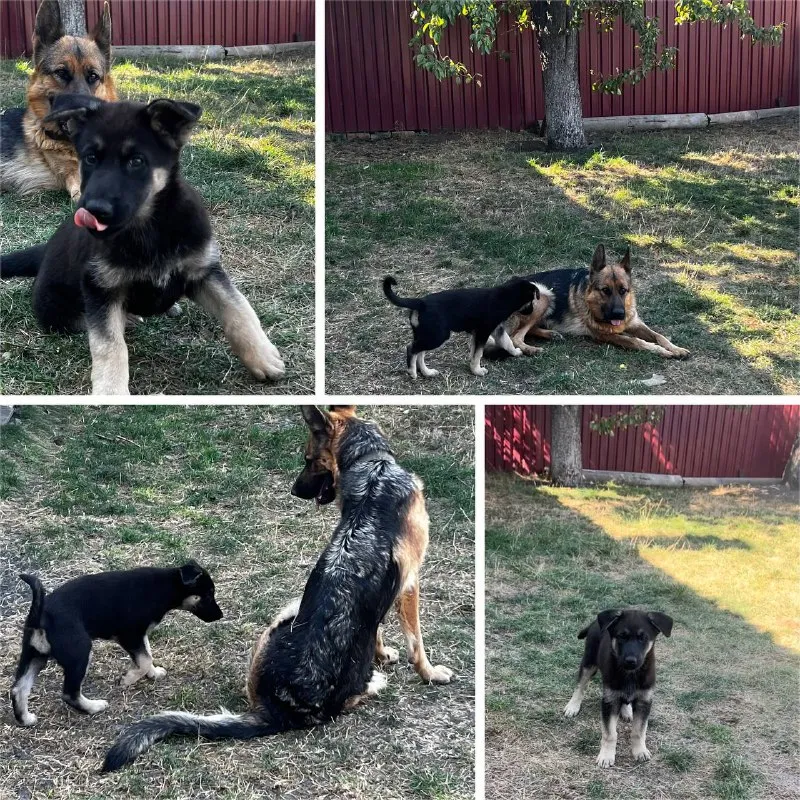 Описание: щенок немецкой овчарки, осталась одна 🐕шикарная девочка родилась в середине июля привита и... - фотография