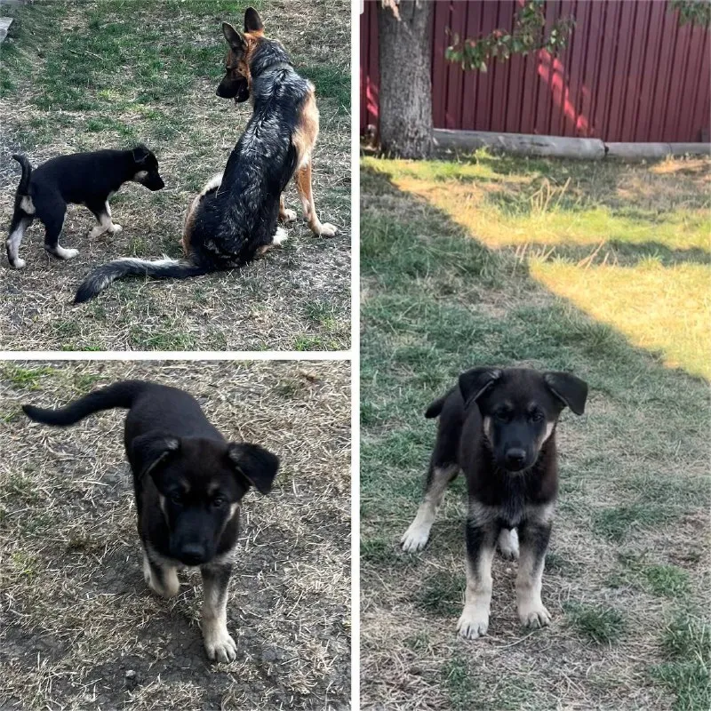 Описание: щенок немецкой овчарки, осталась одна 🐕шикарная девочка родилась в середине июля привита и обработана от паразитов. готова переехать в новый дом к любящему хозяину. цена: 12000 руб. 📲 tg: sn 📞🇷🇺звоните: 79493785350 барахолка днр - фотография - 2