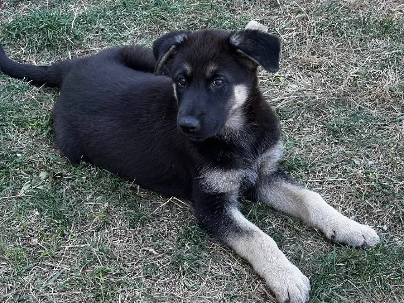 Описание: щенок немецкой овчарки, осталась одна 🐕шикарная девочка родилась в середине июля привита и обработана от паразитов. готова переехать в новый дом к любящему хозяину. цена: 12000 руб. 📲 tg: sn 📞🇷🇺звоните: 79493785350 барахолка днр - фотография - 3