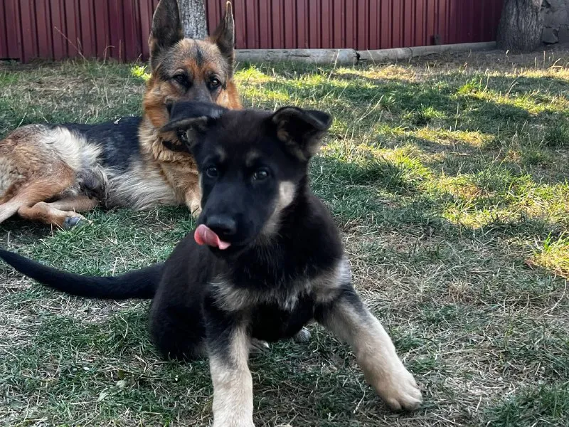 Описание: щенок немецкой овчарки, осталась одна 🐕шикарная девочка родилась в середине июля привита и обработана от паразитов. готова переехать в новый дом к любящему хозяину. цена: 12000 руб. 📲 tg: sn 📞🇷🇺звоните: 79493785350 барахолка днр - фотография - 4