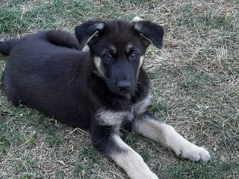 Описание: щенок немецкой овчарки, осталась одна 🐕шикарная девочка родилась в середине июля привита и обработана от паразитов. готова переехать в новый дом к любящему хозяину. цена: 12000 руб. 📲 tg: sn 📞🇷🇺звоните: 79493785350 барахолка днр - фотография - 5