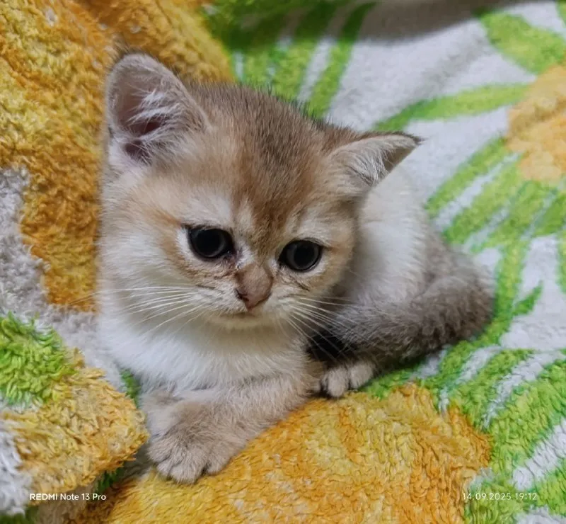 Описание: шотландская кошечка скоттиш-страйт золотая шиншилла. макеевка цена: 15000 руб. 📲 tg: 𝕹𝖆𝖙𝖆𝖘... - фотография