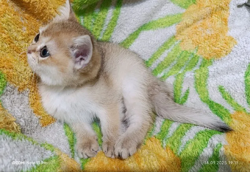 Описание: шотландская кошечка скоттиш-страйт золотая шиншилла. макеевка цена: 15000 руб. 📲 tg: 𝕹𝖆𝖙𝖆𝖘𝖍𝖆 📞🇷🇺звоните: +79493958088 барахолка днр - фотография - 2