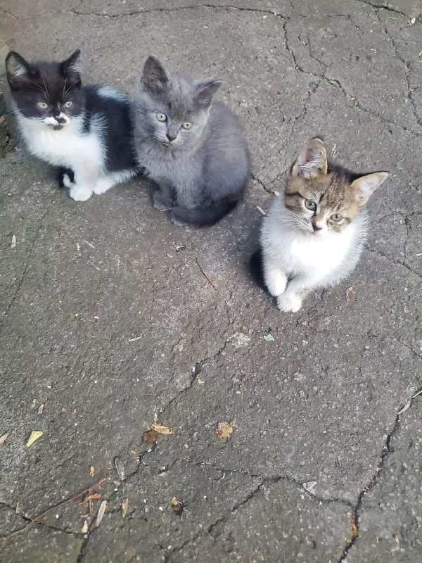 Описание: красивые котята в добрые руки. возраст два месяца. активные, игривые, кушают всё. цена: 50... - фотография