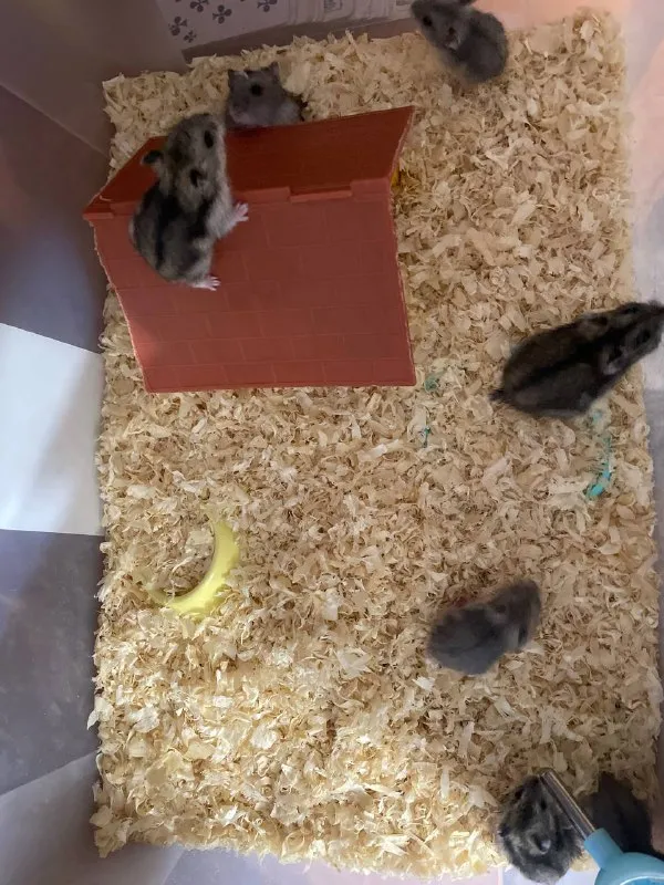 Описание: продам хомяков джунгариков цена: 50 руб. 📲 tg: 👾 📞🇷🇺звоните: +79493876829 барахолка днр - фотография