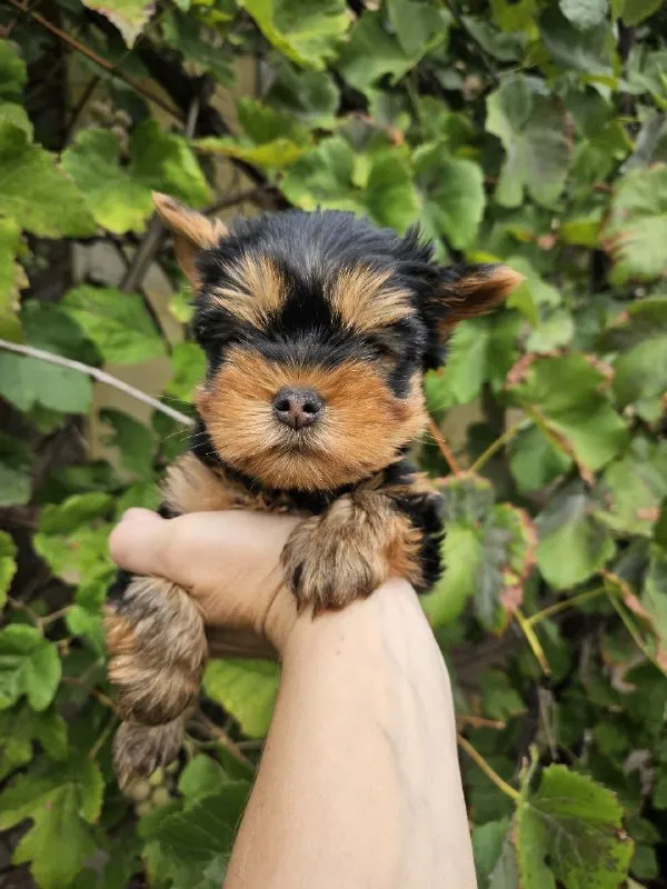 Описание: продаются малыши йоркширского терьера. цена: 20000 руб. 📲 tg: в 📞🇷🇺звоните: +79493992942 б... - фотография
