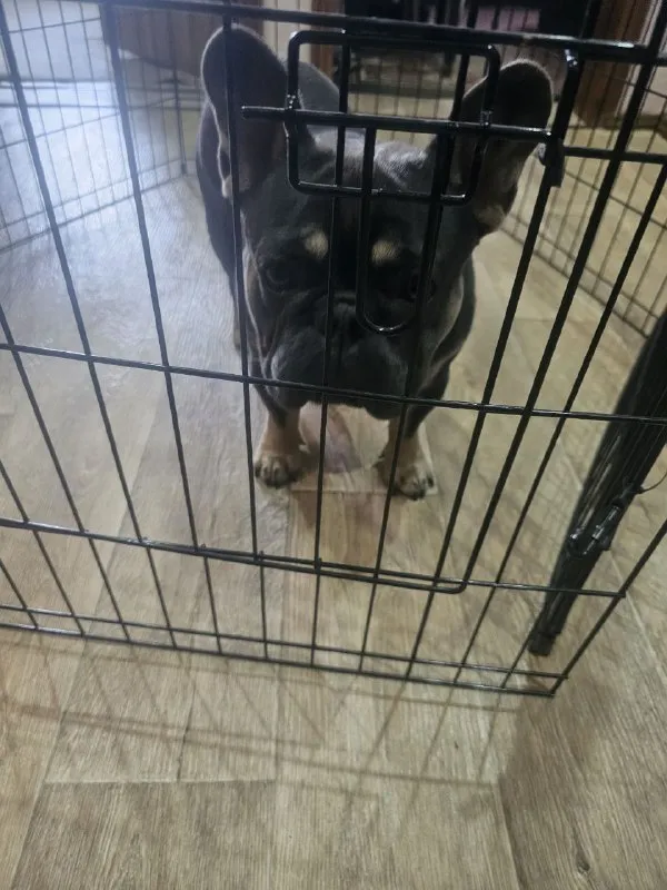 Описание: продам вольер для домашних животных: цвет чёрный, 8 секций(на фото 2 в сложенном состоянии... - фотография