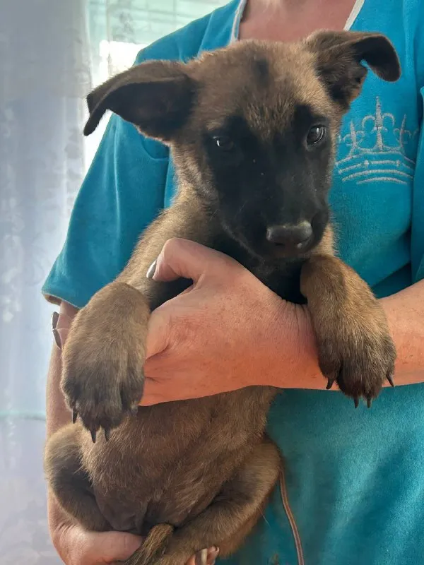 Описание: щенки бельгийской овчарки малинуа с отличной родословной родились 06.07 паспорт и прививки... - фотография