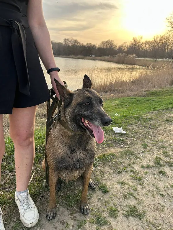 Описание: щенки бельгийской овчарки малинуа с отличной родословной родились 06.07 паспорт и прививки есть цена: 25000 руб. 📲 tg: belka_66 belka 📞🇷🇺звоните: +79620193494 барахолка днр - фотография - 2