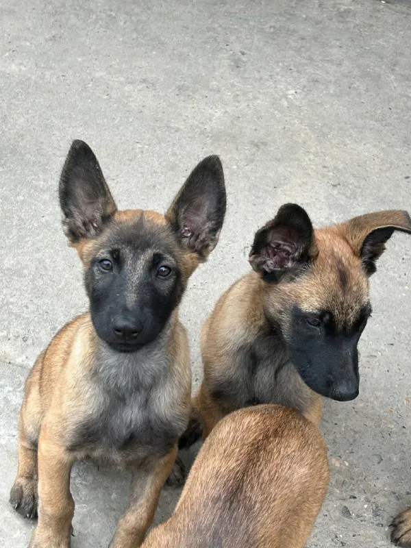 Описание: щенки бельгийской овчарки малинуа с отличной родословной родились 06.07 паспорт и прививки есть цена: 25000 руб. 📲 tg: belka_66 belka 📞🇷🇺звоните: +79620193494 барахолка днр - фотография - 3