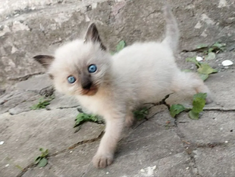 Описание: отдам котят в добрые руки! две черненькие девочки, два мальчика чёрный и беленький. им уже... - фотография