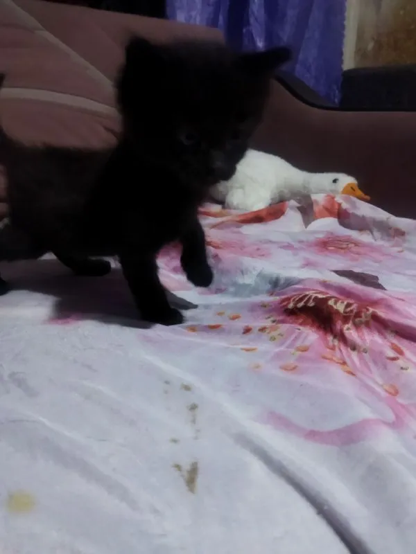 Описание: отдам котят в добрые руки! две черненькие девочки, два мальчика чёрный и беленький. им уже идёт второй месяц. сами кушают, ходят в лоток, игривые. цена: 1 руб. 📲 tg: nat m 📞🇷🇺звоните: +79494018611 барахолка днр - фотография - 2