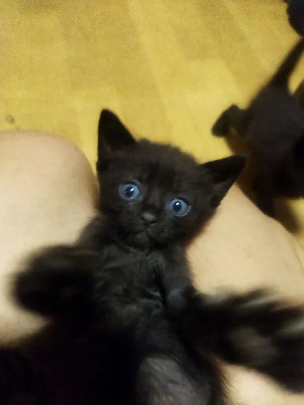 Описание: отдам котят в добрые руки! две черненькие девочки, два мальчика чёрный и беленький. им уже идёт второй месяц. сами кушают, ходят в лоток, игривые. цена: 1 руб. 📲 tg: nat m 📞🇷🇺звоните: +79494018611 барахолка днр - фотография - 3