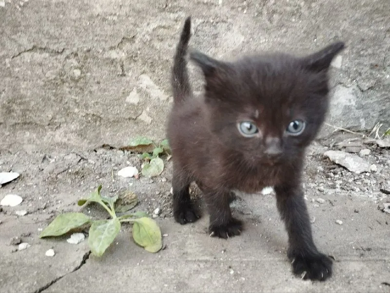 Описание: отдам котят в добрые руки! две черненькие девочки, два мальчика чёрный и беленький. им уже идёт второй месяц. сами кушают, ходят в лоток, игривые. цена: 1 руб. 📲 tg: nat m 📞🇷🇺звоните: +79494018611 барахолка днр - фотография - 4