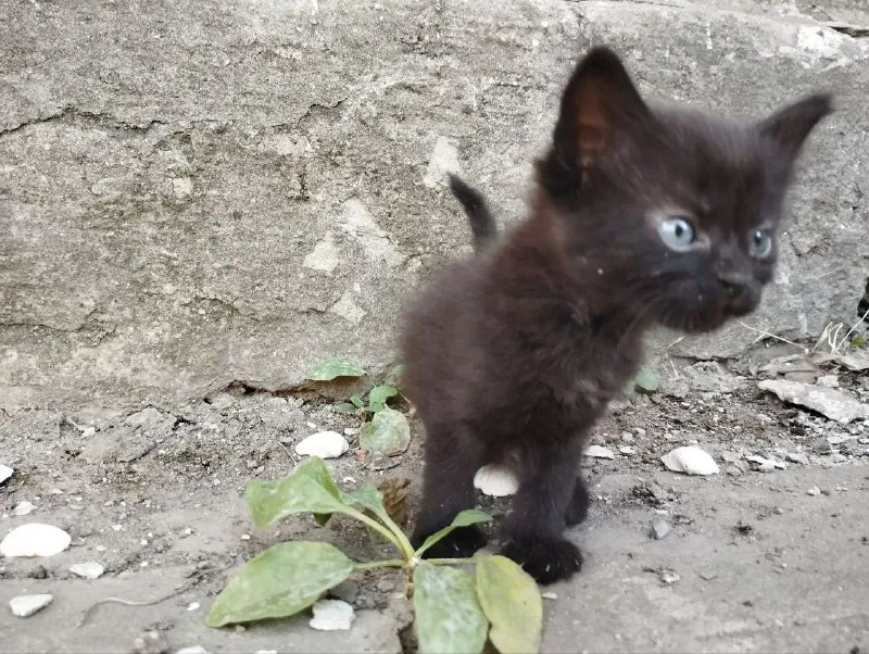 Описание: отдам котят в добрые руки! две черненькие девочки, два мальчика чёрный и беленький. им уже идёт второй месяц. сами кушают, ходят в лоток, игривые. цена: 1 руб. 📲 tg: nat m 📞🇷🇺звоните: +79494018611 барахолка днр - фотография - 5