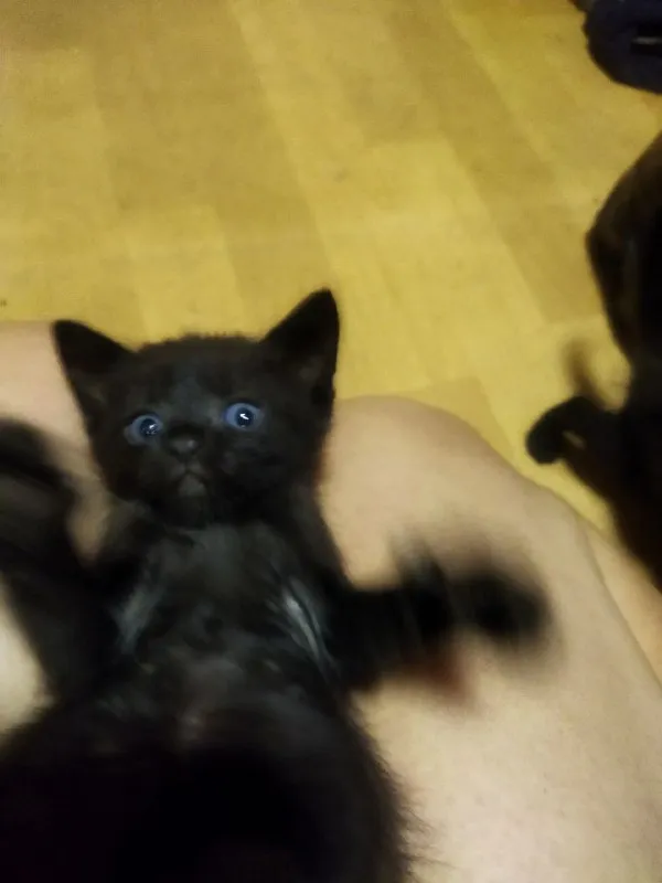 Описание: отдам котят в добрые руки! две черненькие девочки, два мальчика чёрный и беленький. им уже идёт второй месяц. сами кушают, ходят в лоток, игривые. цена: 1 руб. 📲 tg: nat m 📞🇷🇺звоните: +79494018611 барахолка днр - фотография - 9