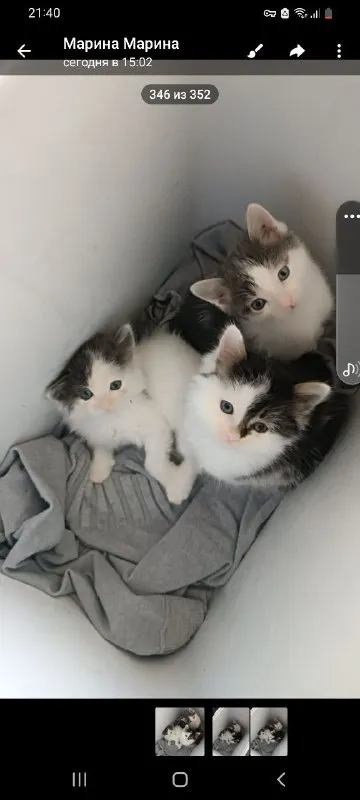 Отдам котят в хорошие руки. могу подвести. донецк. тел +79493830224 - фотография