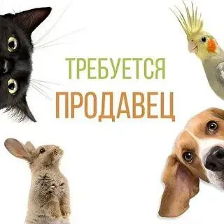 ✅требуется продавец в магазин зоотоваров ▫️левый берег ▫️график 08.00-19.00, 3/3 ▫️опыт работы в зоо... - фотография - 1