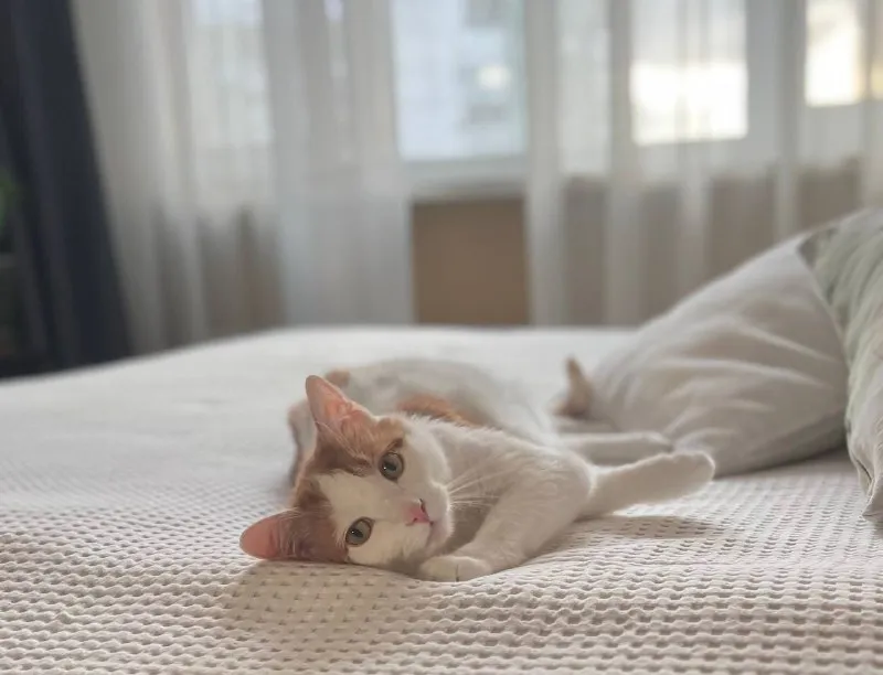 Сниму 1-к/2-к квартиру🔎 добрый день! Разыскивается светлая квартира в длительную аренду (1-2 комнатная, от 40 м²) до 75.000₽ с возможностью парковки (шлагбаум и т. П. ), которая нуждается в заботе, поддержании чистоты и гарантии бережного отношения для надежного, ответственного, чистоплотного, некурящего жильца (девушка, прописка москва, официальное трудоустройство, предыдущая аренда 13 лет на одном месте) + взрослый (7 лет) амебный, воспитанный, кастрированный кот, который пользуется японским системным туалетом(никаких посторонних запахов) и одной единственной когтеточкой, верен себе и ни на что другое калории и свое внимание не тратит, по поверхностям не гуляет, любимое занятие спать на своем ложе. Касательно животного - готова к заключению помимо договора доп соглашения о рисках какой-то порчи и возмещению. Но предоставляется абсолютная гарантия, что кот - надежный жилец под постоянным присмотром ответственной и строгой хозяйки и квартира будет в идеальном состоянии. При необходимости могу предоставить рекомендации предыдущего арендодателя. 🟢 локация: выделила на карте, в приоритете менделеевская, достоевская, марьина роща, алексеевская, проспект мира. Так же сзао - о. .. Мест для хранения и незахламленность пространства🙏🏻 🟢 при любви с первого взгляда в вашу прелестную квартиру готова увеличить бюджет 🟢 по срокам чем скорее, тем лучше, край - до конца января 🔴 мо, юго-восток не рассматриваю 🔴 соседство и/или подселенние не рассматриваю пожалуйста, если у вас или у кого-то из ваших знакомых есть варианты, отзовитесь. Своевременную оплату и адекватность арендатора гарантирую! Пожалуйста, без агентств🙈 всех с наступающим нг🎄☃️ 💌telegram: @gallasrk - фотография - 2