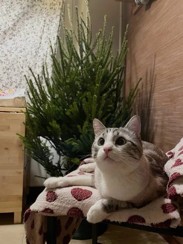 Снимем квартиру🔎 всем привет! Мы ищем 1-к/евродвушку на длительный срок о нас: 👩🏼 я даша — 25 лет, работаю в отеле 🧑🏻 никита — 26 лет, работает в ресторане 🐈 сильва — 6 лет, любимый иждивенец, спокойный и воспитанный, стабильно наманикюренный, вычесанный чистоплюй и недотрога ценим уют, тишину и чистоту, так как 80% свободного времени проводим дома спокойные, не тусуемся, гостей не водим, ведем здоровый образ жизни, занимаемся спортом, без вредных привычек о квартире: ⚪️светлые стены, свежий ремонт ⚪️желательно просторная кухня, любим готовить ⚪️необходимая бытовая техника (пылесос, стиральная машина, холодильник, телевизор, духовка, кондиционер) ⚪️от метро до 15 минут пешком ⚪️двуспальная кровать, не диван 📍территориально рассматриваем север (фиолетовая, зеленая, серая, оранжевая, красная ветки) и юг (оранжевая, серая, зеленая, салатовая, фиолетовая в пределах бкл) 💳бюджет: 55.000₽-60.000₽ (65.000₽, если включены все ку). Готовы заехать с 20 января по 5 февраля. Гарантируем чистоту, порядок и сохранность всего имущества☺️ 💌telegram: @savinda - никита - фотография - 4